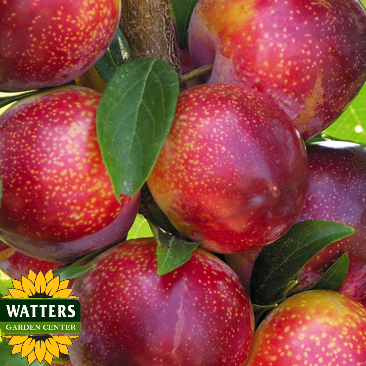 FLAVOR KING PLUOT TREE 7gal