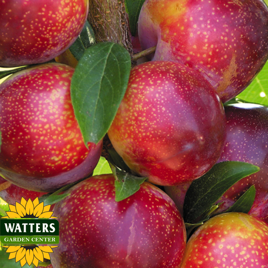FLAVOR KING PLUOT TREE 7gal