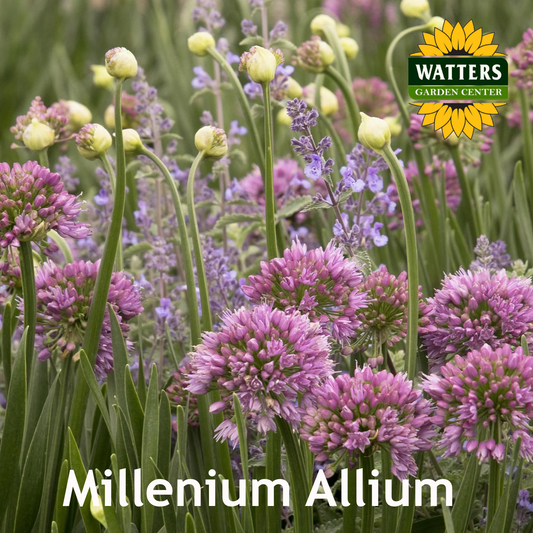 MILLENIUM ALLIUM 1gal