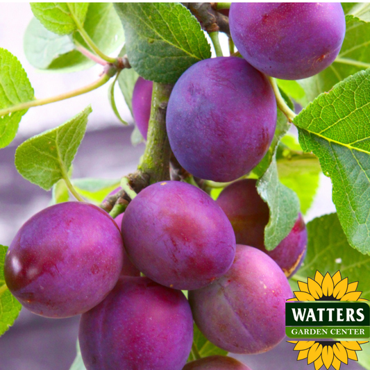 METHLEY PLUM TREE 7 GAL