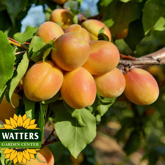 PUGET GOLD APRICOT TREE 7gal