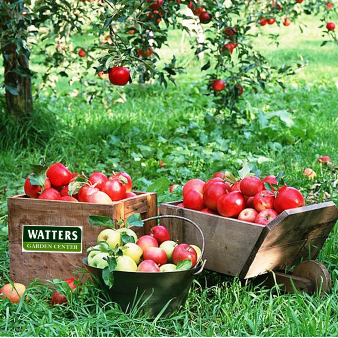 APPLE 4-IN-1 - Landscape-Ready Fruit Tree