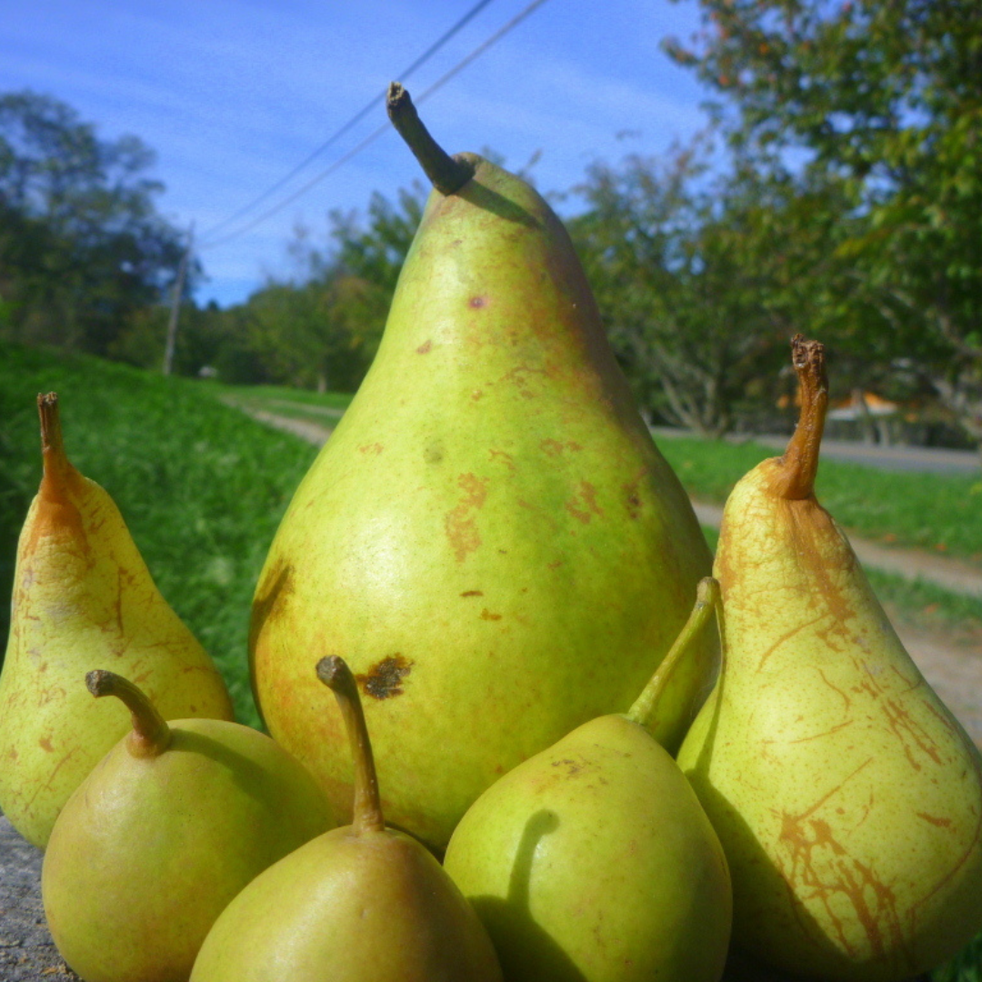 PEAR 4-N-1 COMBO - Landscape-Ready Fruit Tree