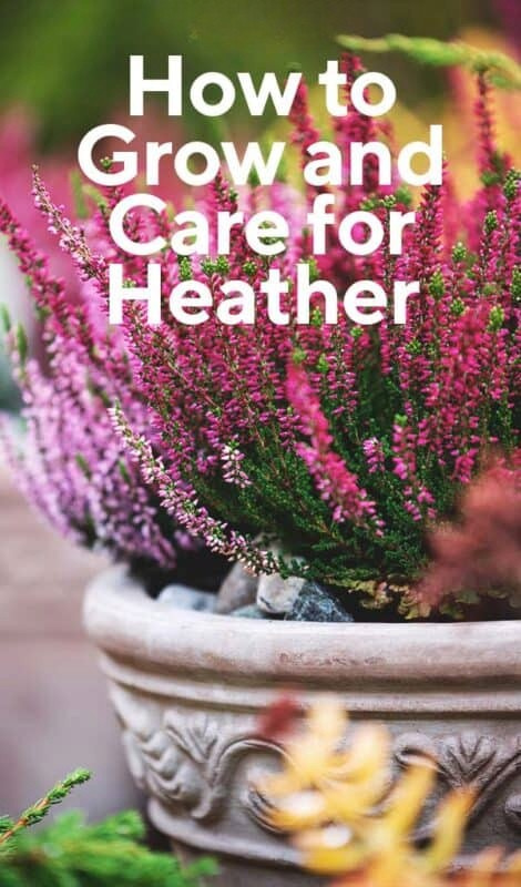 HEATHER & HEATH 4in