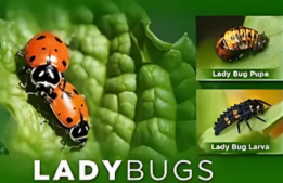 LADYBUGS