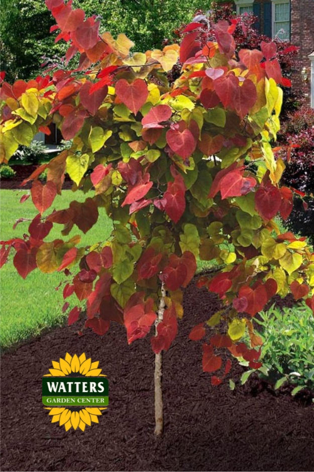 FLAME THROWER REDBUD TREE 5gal