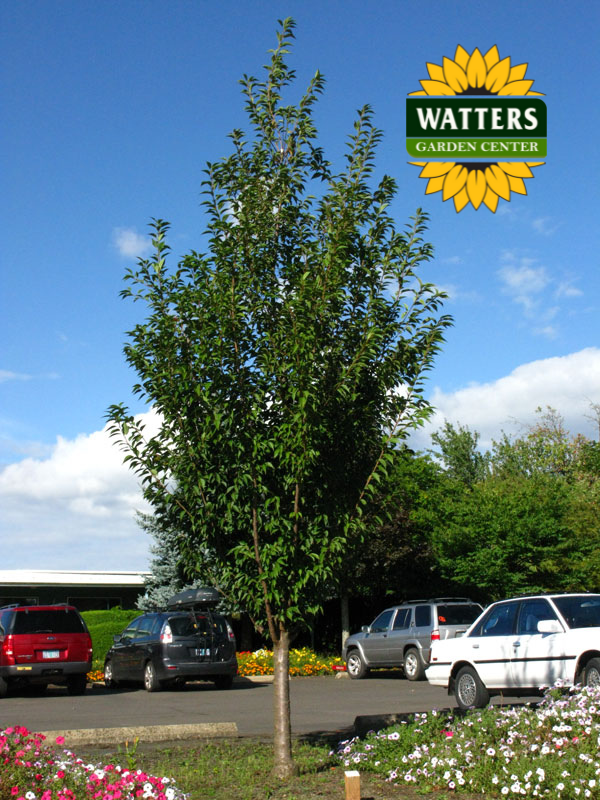 FIRST BLUSH FLOWERING CHERRY TREE 15gal