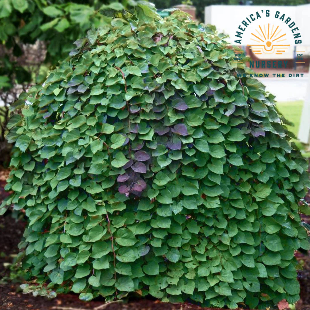 LAVENDER TWIST WEEPING REDBUD TREE 5gal