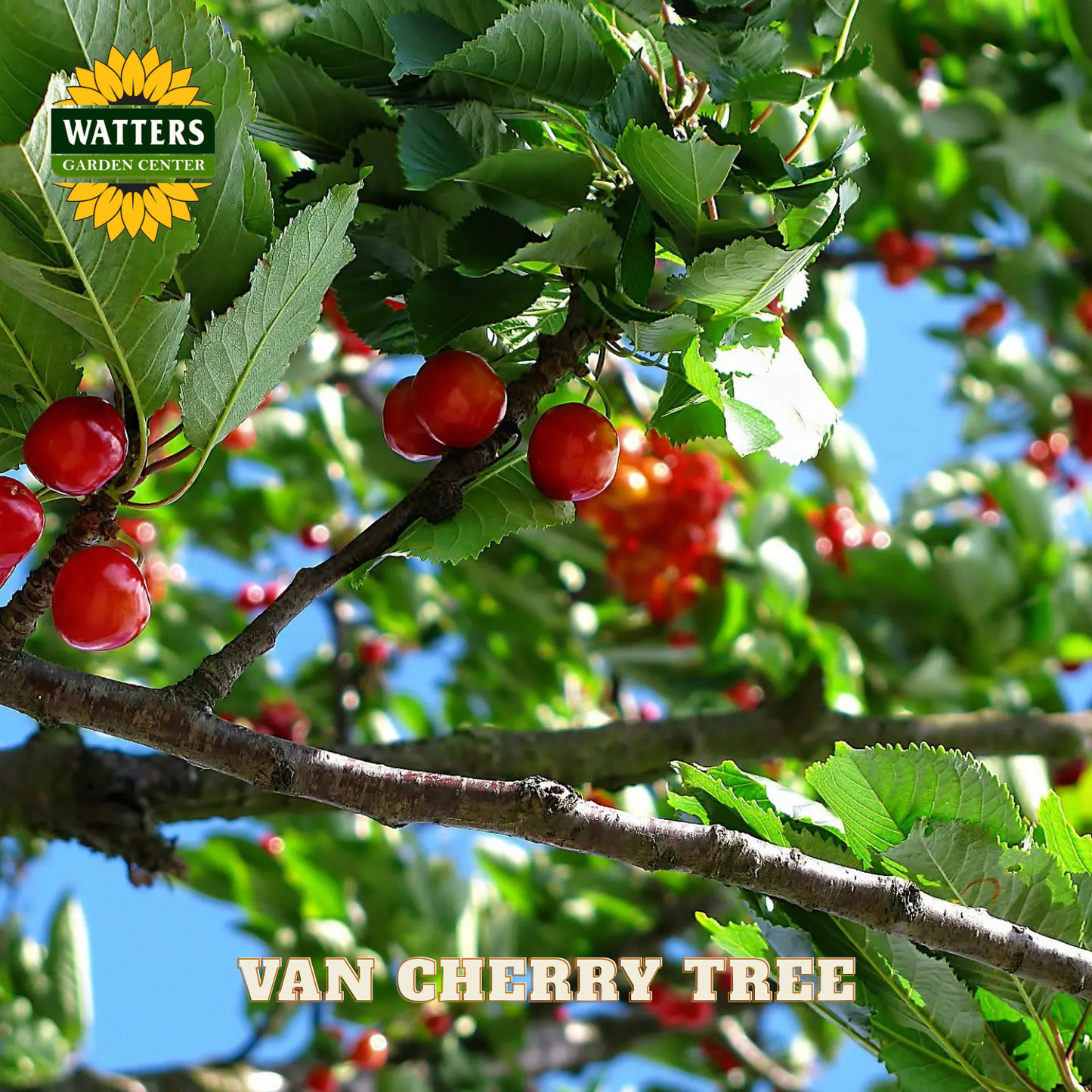 Van cherry tree with ripe red cherries and green leaves, branded with Watters Garden Center.