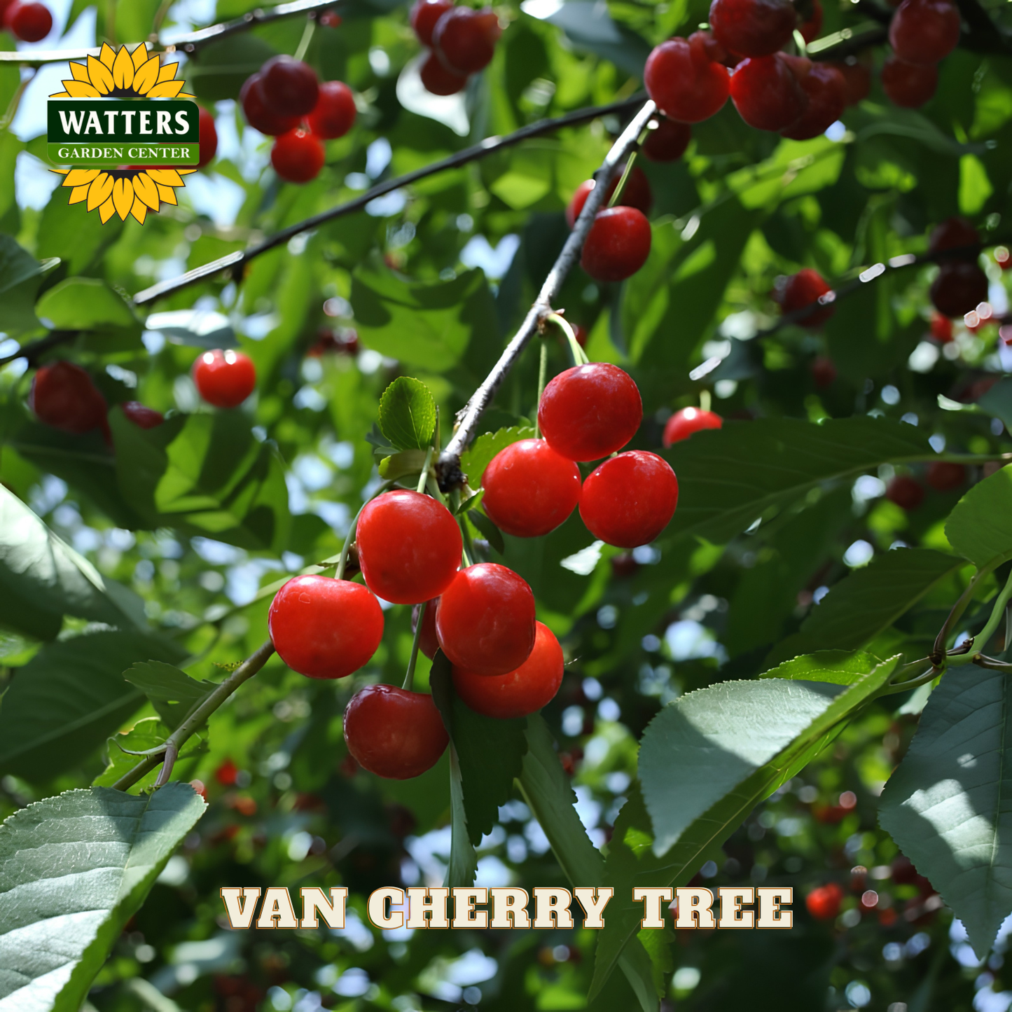 Red cherries on a tree branch with Watters Garden Center logo and 'Van Cherry Tree' text.