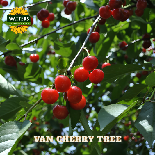 Red cherries on a tree branch with Watters Garden Center logo and 'Van Cherry Tree' text.