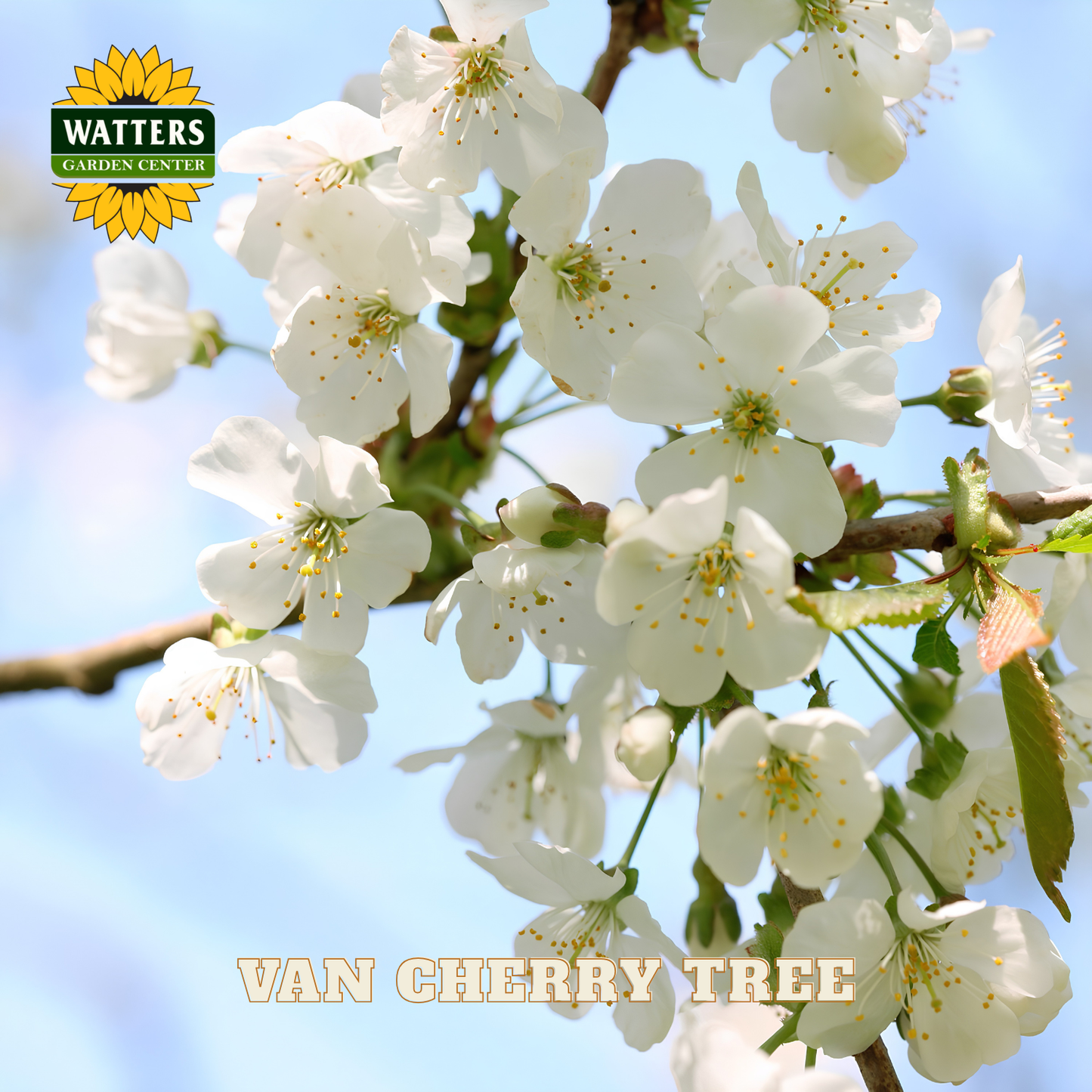 White cherry blossoms on a branch with Watters Garden Center logo and 'Van Cherry Tree' text.
