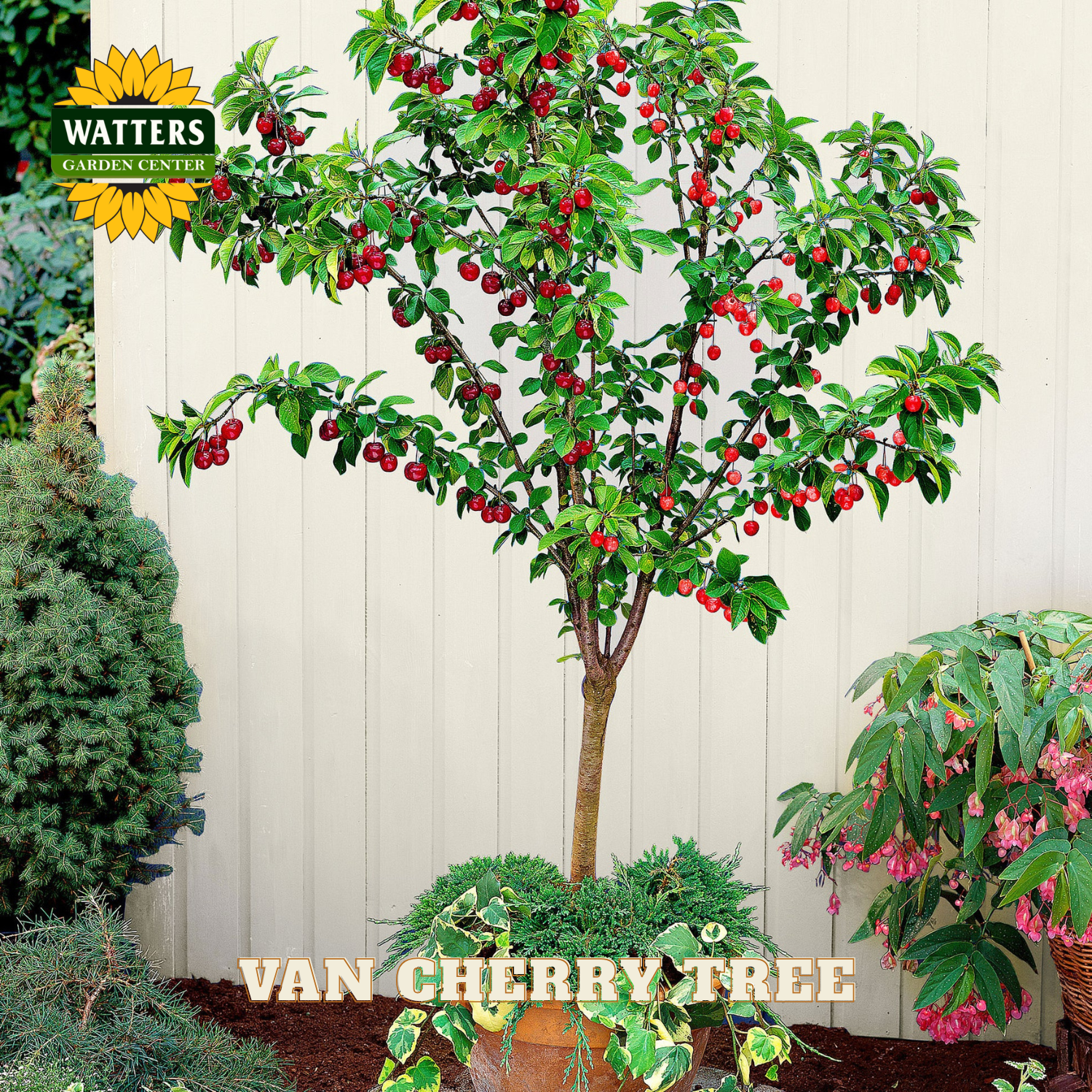 Van cherry tree with red berries against a wooden fence, Watters Garden Center branding visible.