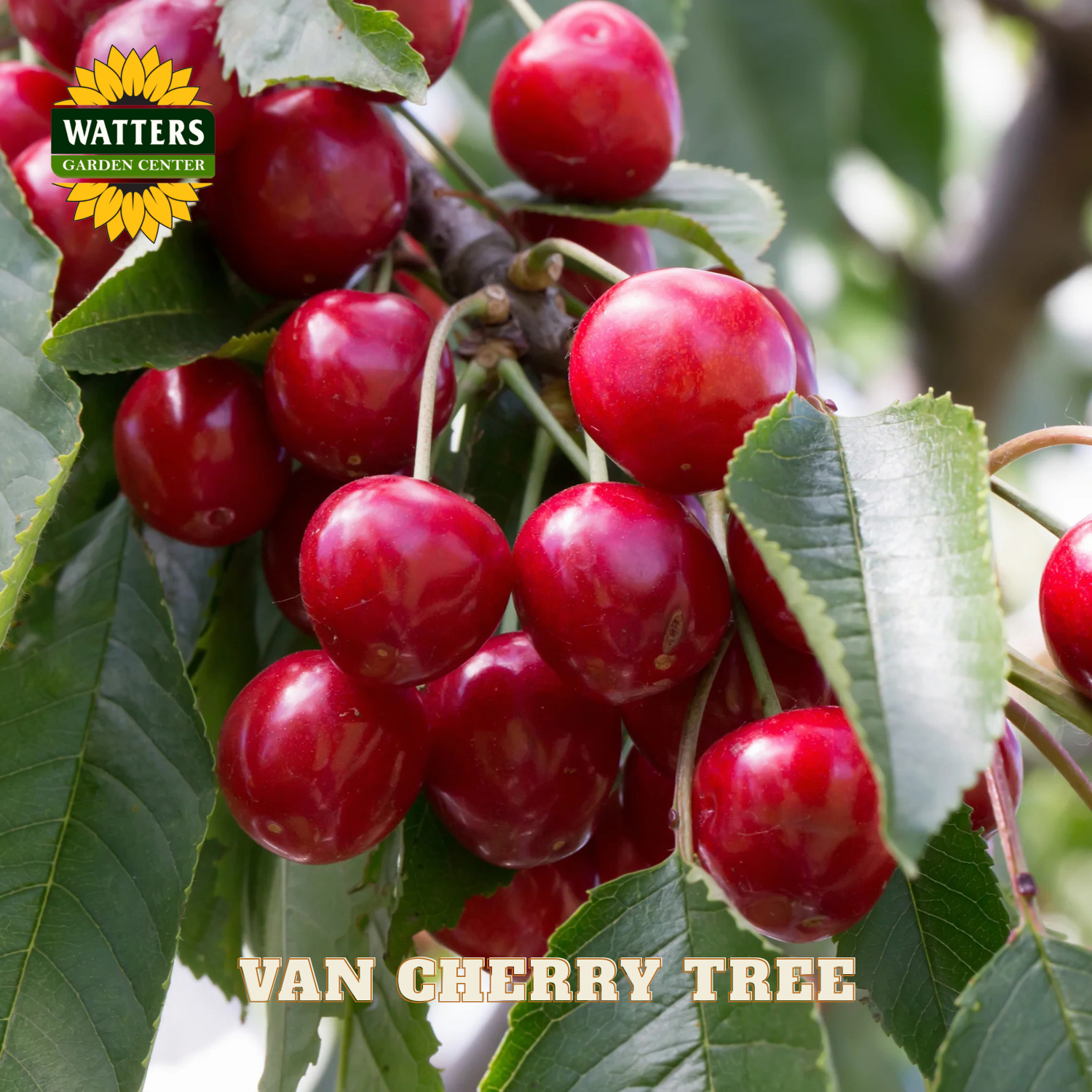 Bunch of red cherries on a tree with Watters Garden Center logo.