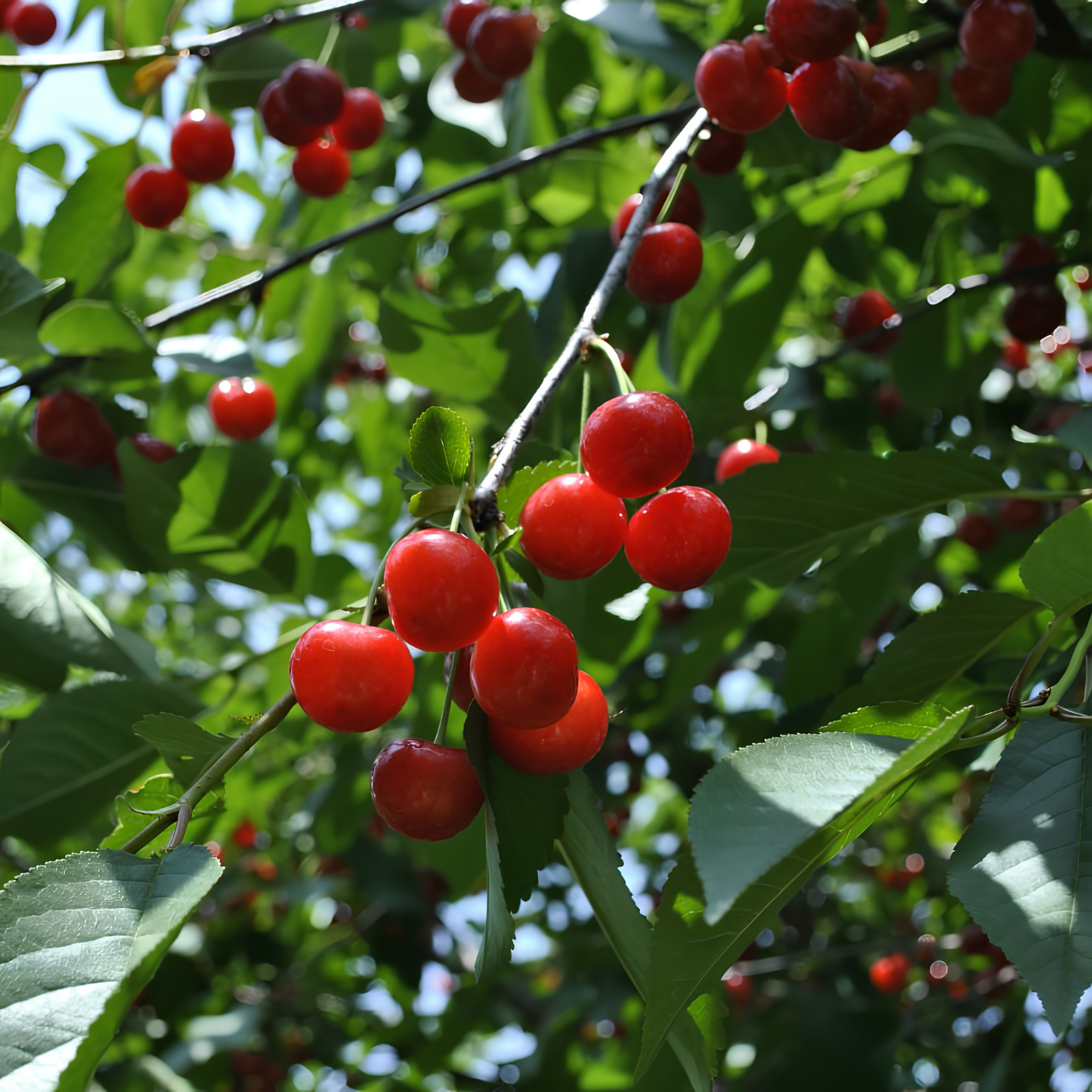 Red cherries on a tree branch with green leaves