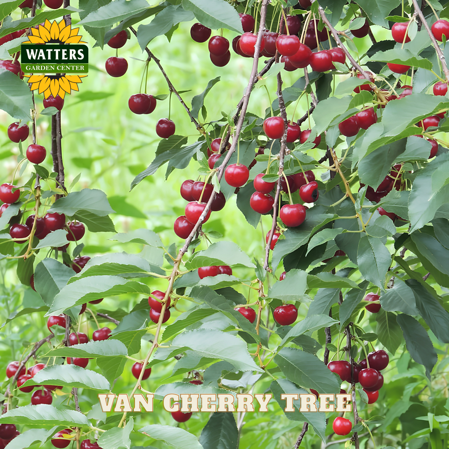 Ripe red cherries on a tree with Watters Garden Center branding.