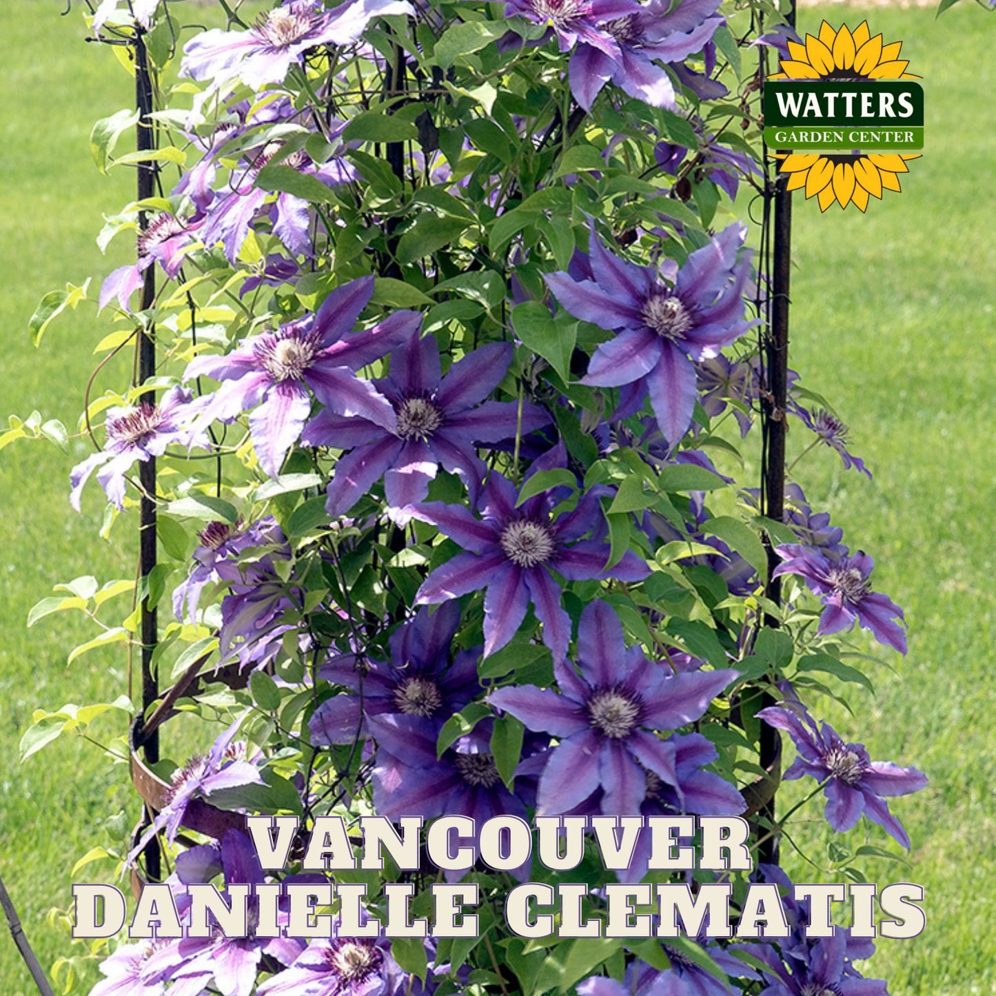 VANCOUVER DANIELLE CLEMATIS 1gal