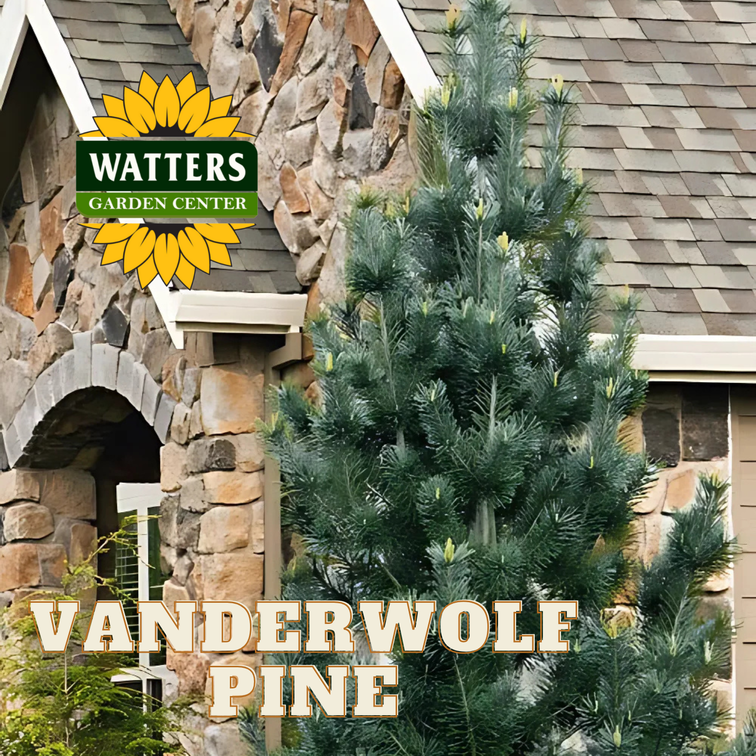 A Vanderwolf Pine tree in a 15 gallon pot, displayed in front of a stone house with the Watters Garden Center logo and the tree's name.