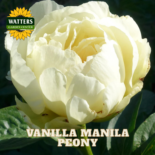 White peony flower with 'Watters Garden Center' logo and 'Vanilla Manila Peony' text.