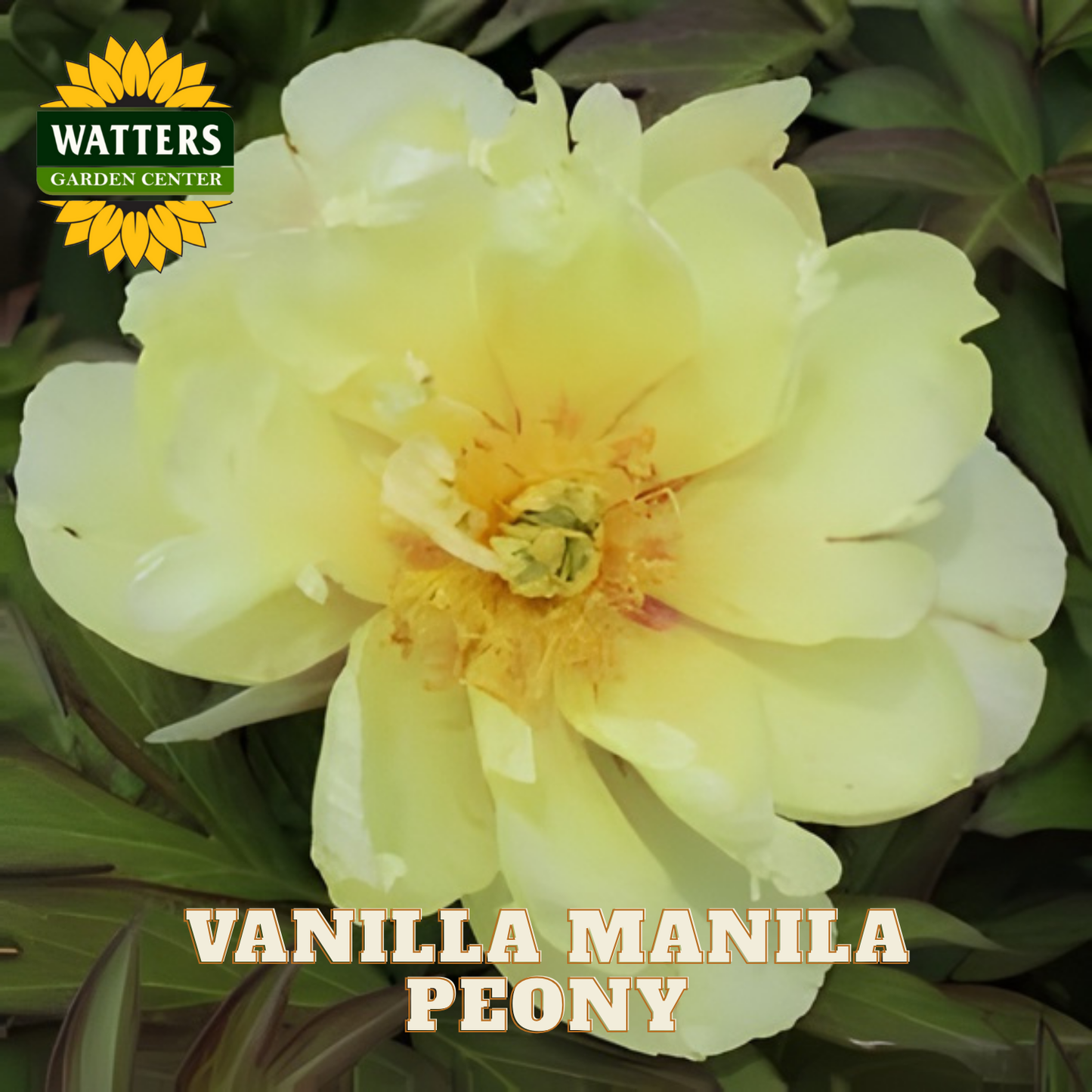 Vanilla Manila peony flower with Watters Garden Center branding