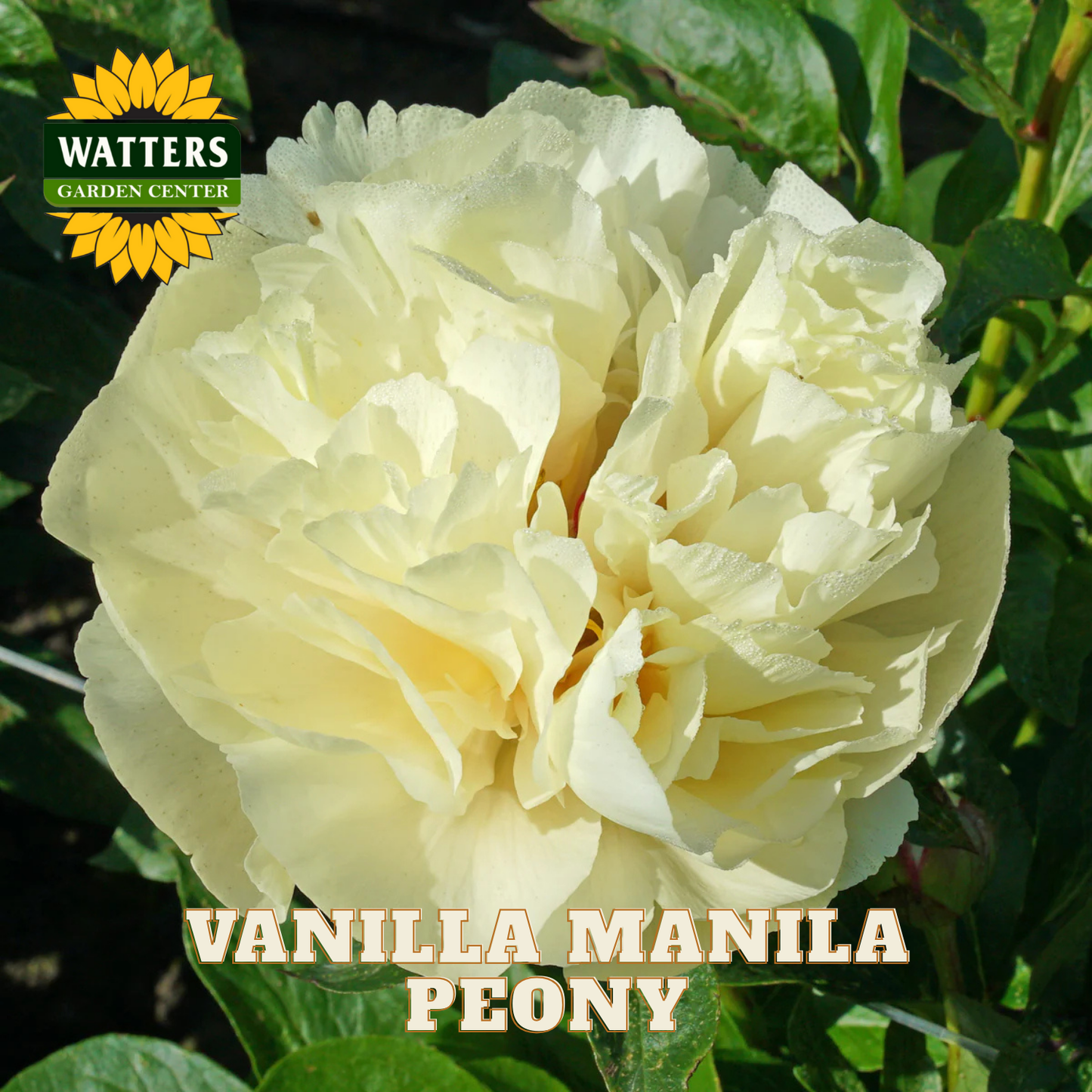 Vanilla Manila Peony flower with Watters Garden Center logo