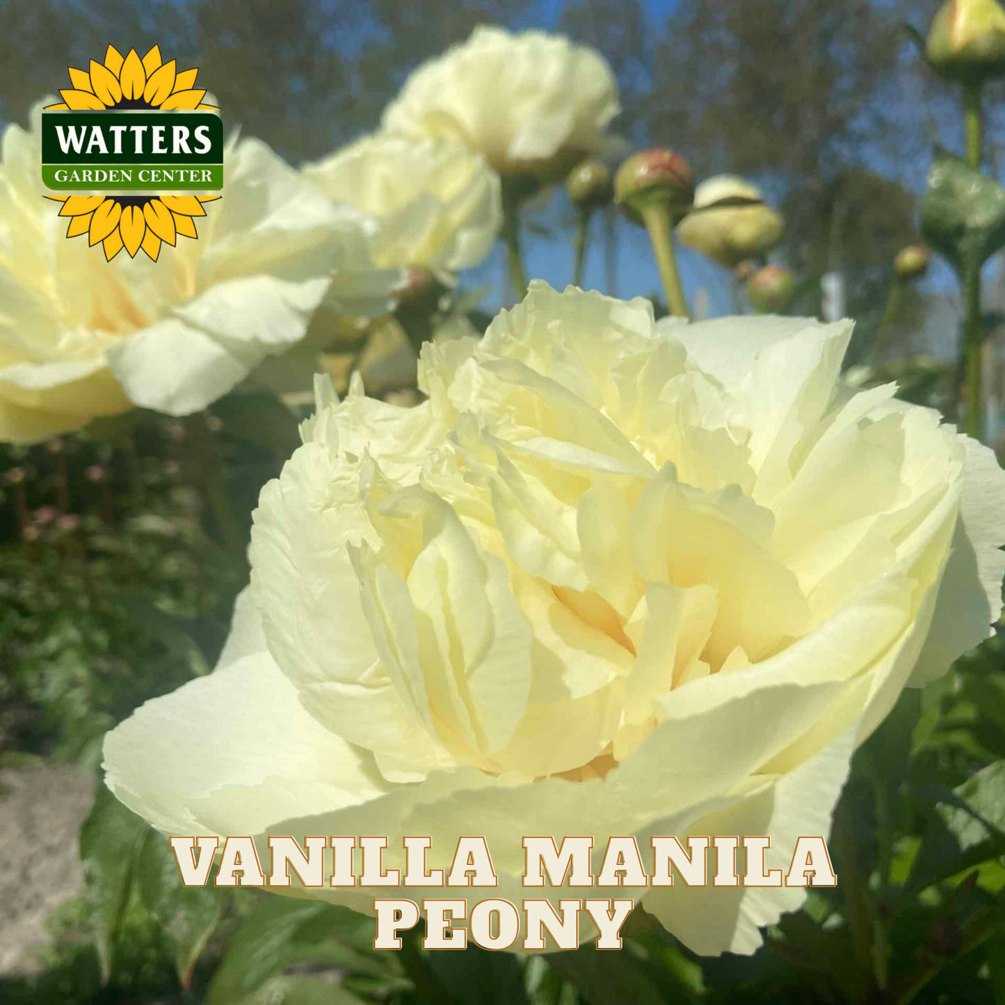 Vanilla Manila peony with Watters Garden Center branding