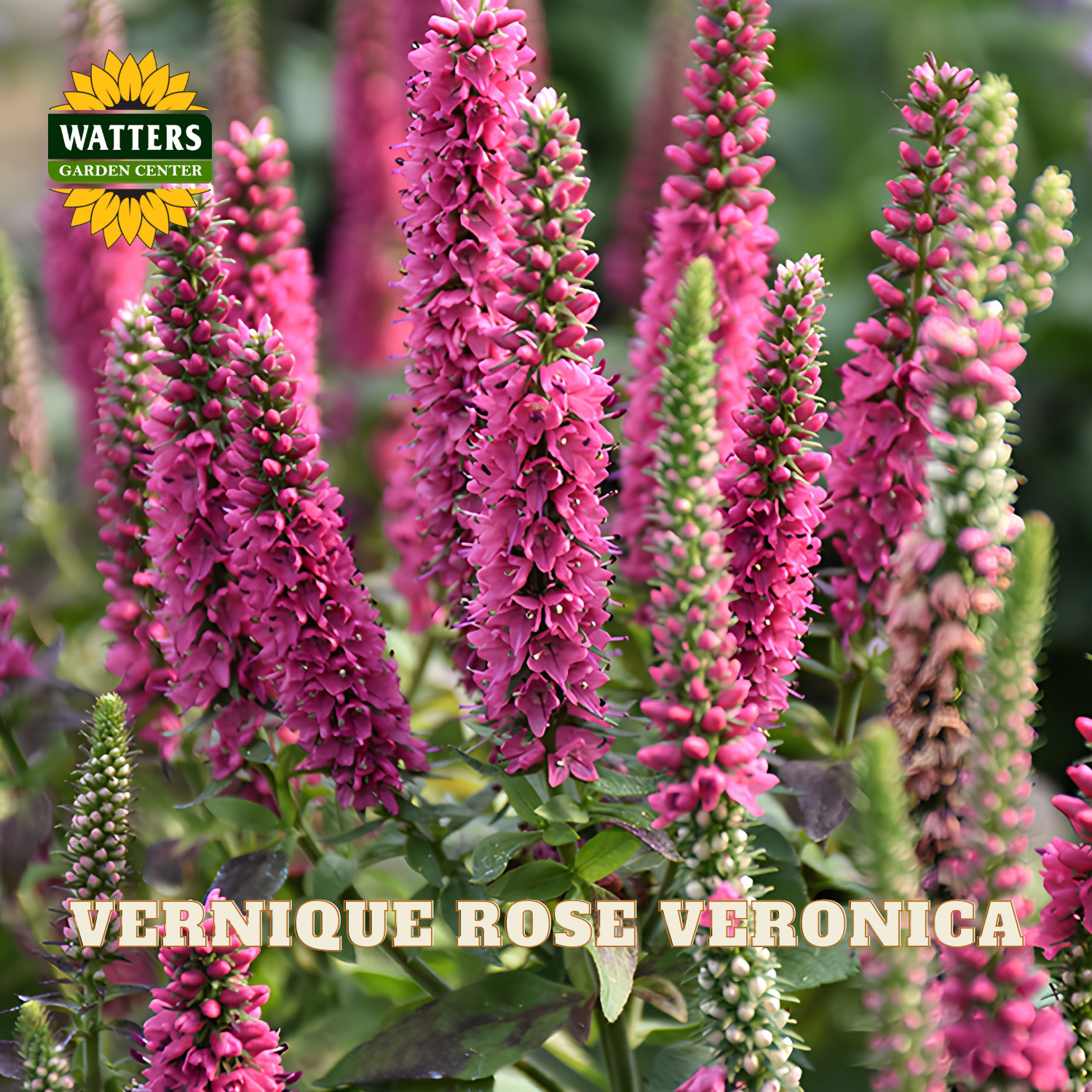 Close-up of pink veronica flowers with green foliage, featuring a Watters Garden Center logo in the top left and the text 'VERNIQUE ROSE VERONICA' across the bottom.