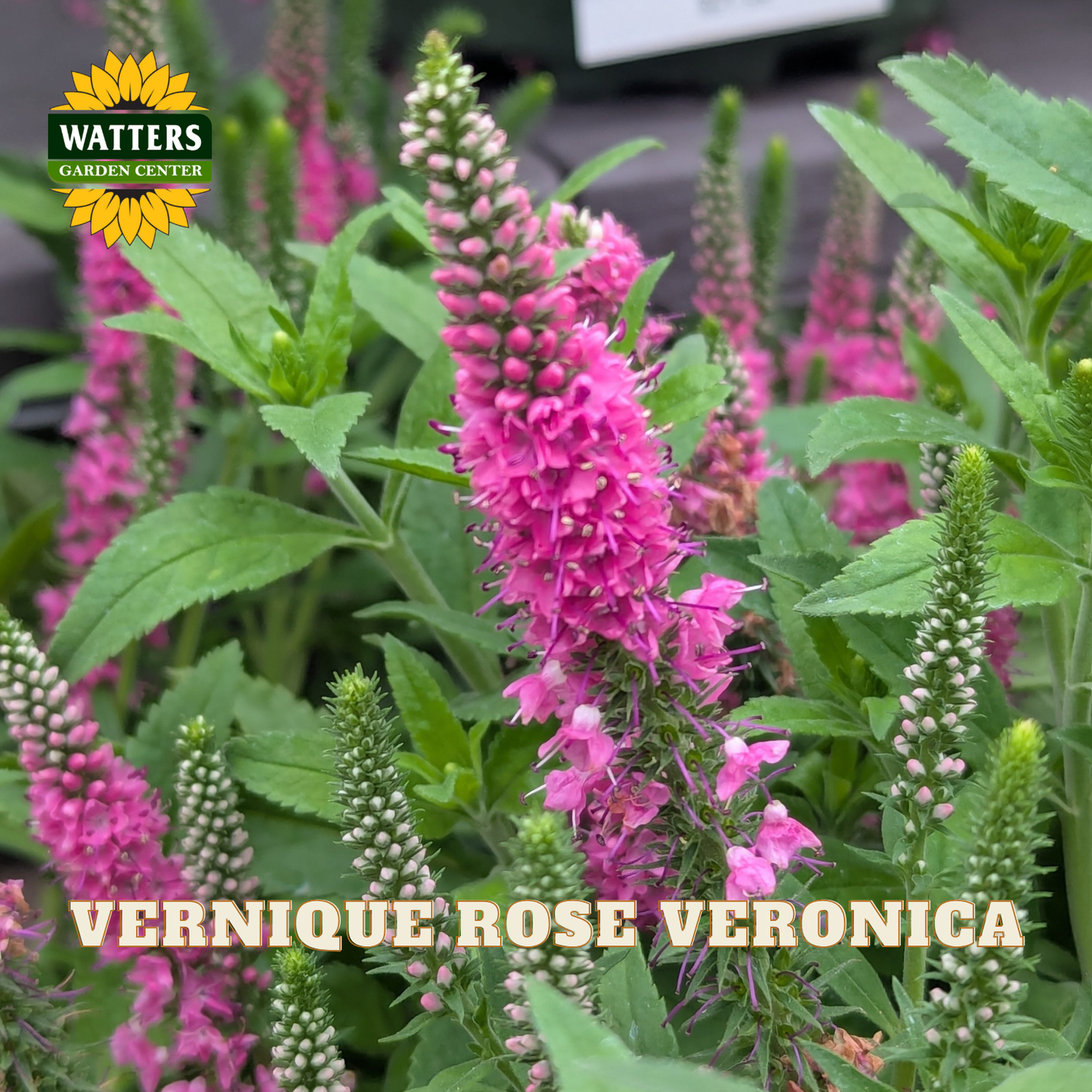 Pink Veronica flowers blooming in a garden setting, with green leaves and stems. A yellow and green Watters Garden Center logo is visible in the top left, and the text 'VERNIQUE ROSE VERONICA' is overlaid at the bottom.