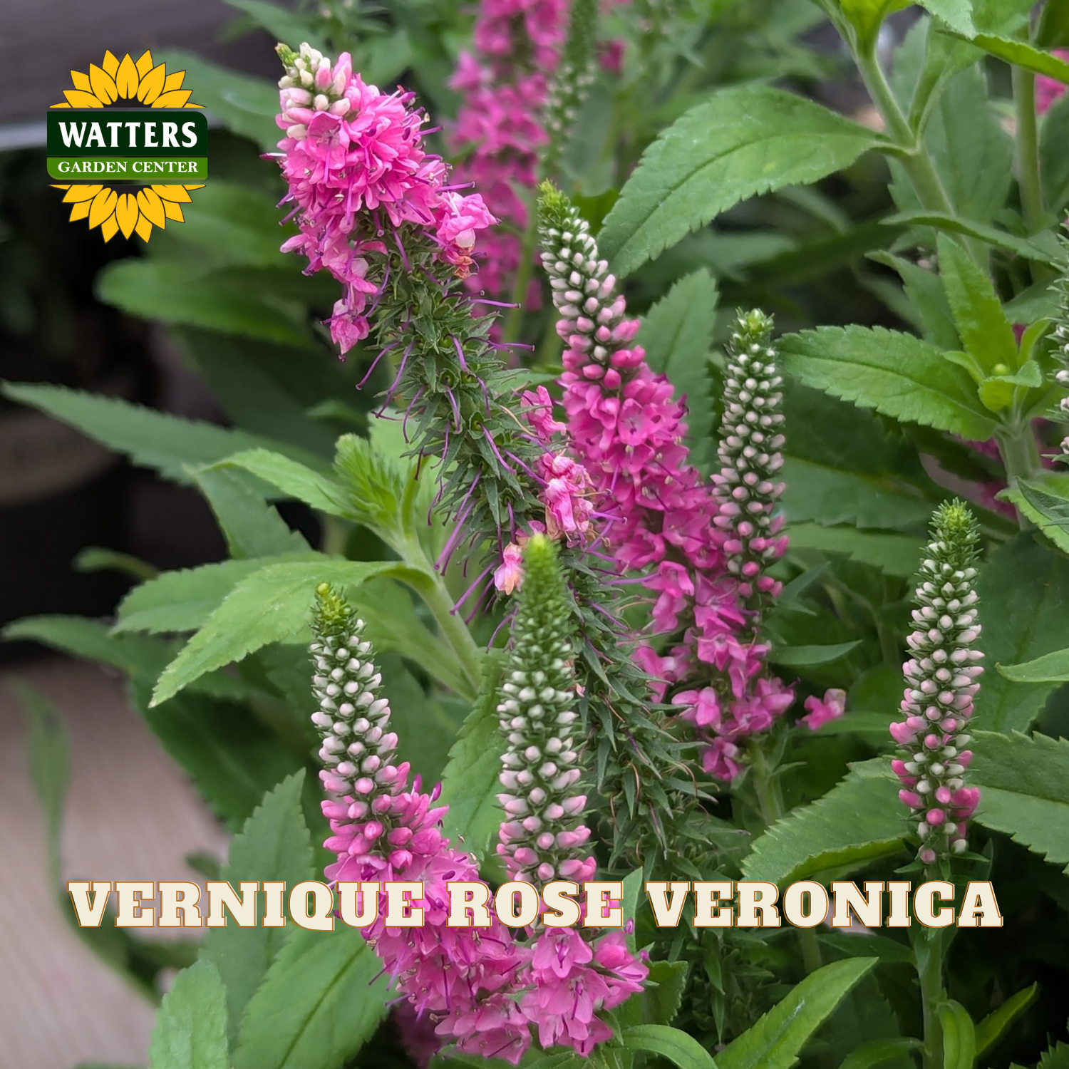 Vernique Rose Veronica plant with bright pink flower spikes and green foliage, shown in a garden-style close-up with a Watters Garden Center logo and the text 'VERNIQUE ROSE VERONICA' at the bottom.