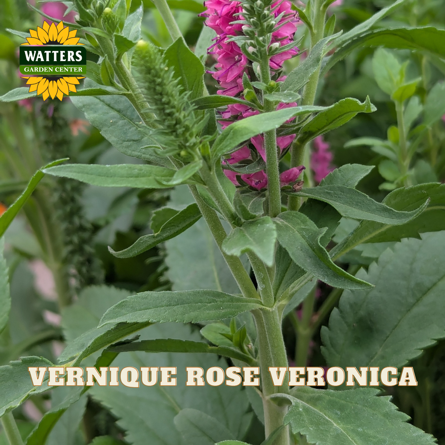 A close-up of a Vernique Rose Veronica plant with pink flowers and green leaves, featuring a Watters Gardens Center logo in the top left and the text 'VERNIQUE ROSE VERONICA' at the bottom.