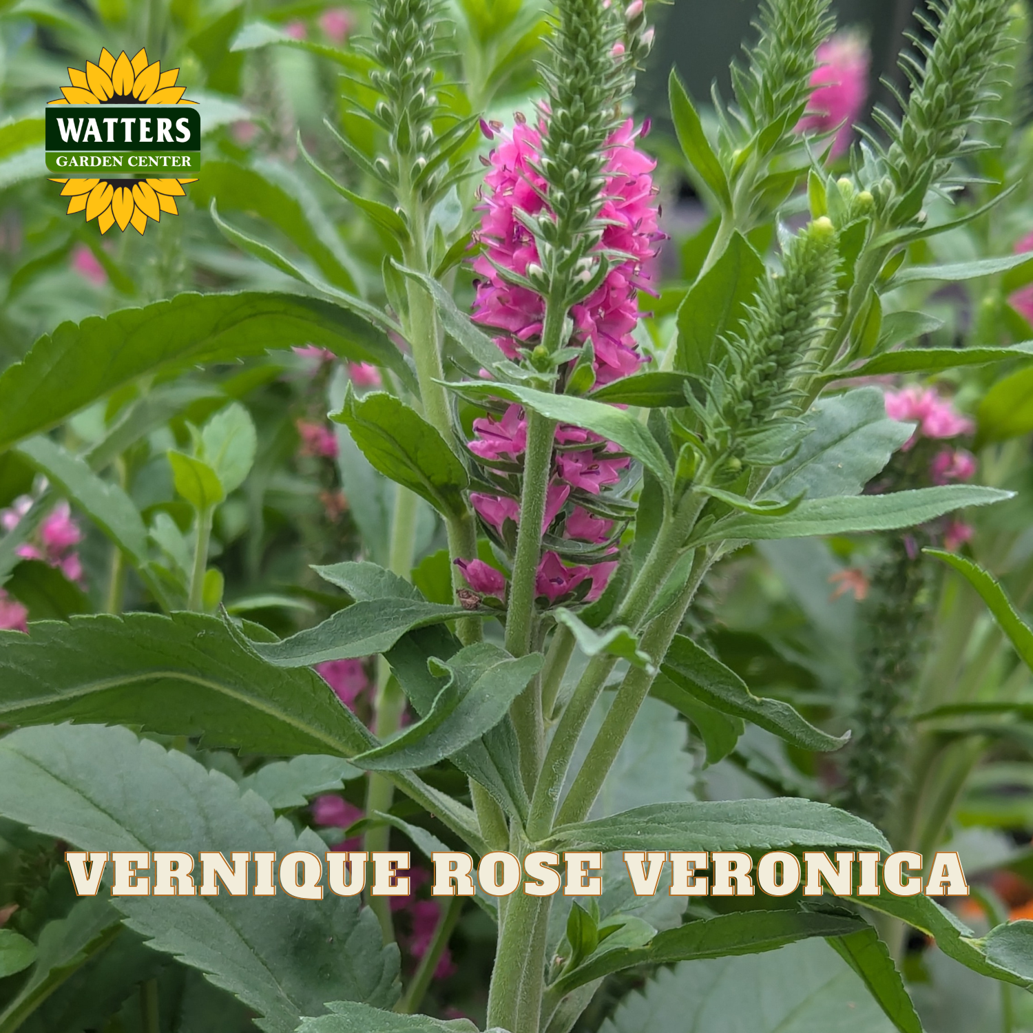 Vernique Rose Veronica plant with bright pink flower spikes and green leaves, shown in a garden-style close-up with a Watters Garden Center logo and the text 'VERNIQUE ROSE VERONICA' overlaid.