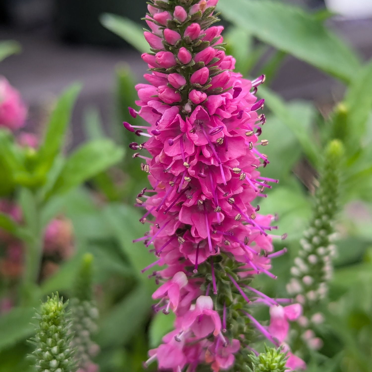 A close-up of a vibrant pink flower spike, likely a Veronica or similar wildflower, in full bloom against a soft-focus green garden background.