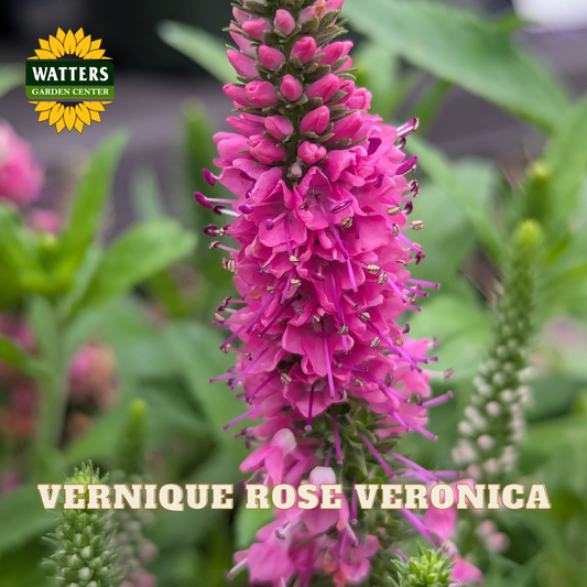 A close-up of a pink veronica flower spike labeled 'WATTERS GARDEN CENTER' and 'VERNIQUE ROSE VERONICA,' with green foliage blurred in the background.