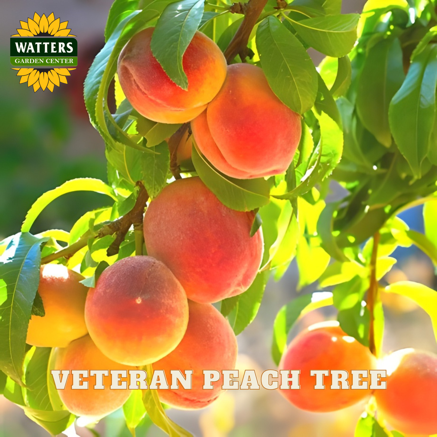 Ripe peaches on a tree branch with 'Watters Garden Center' logo.