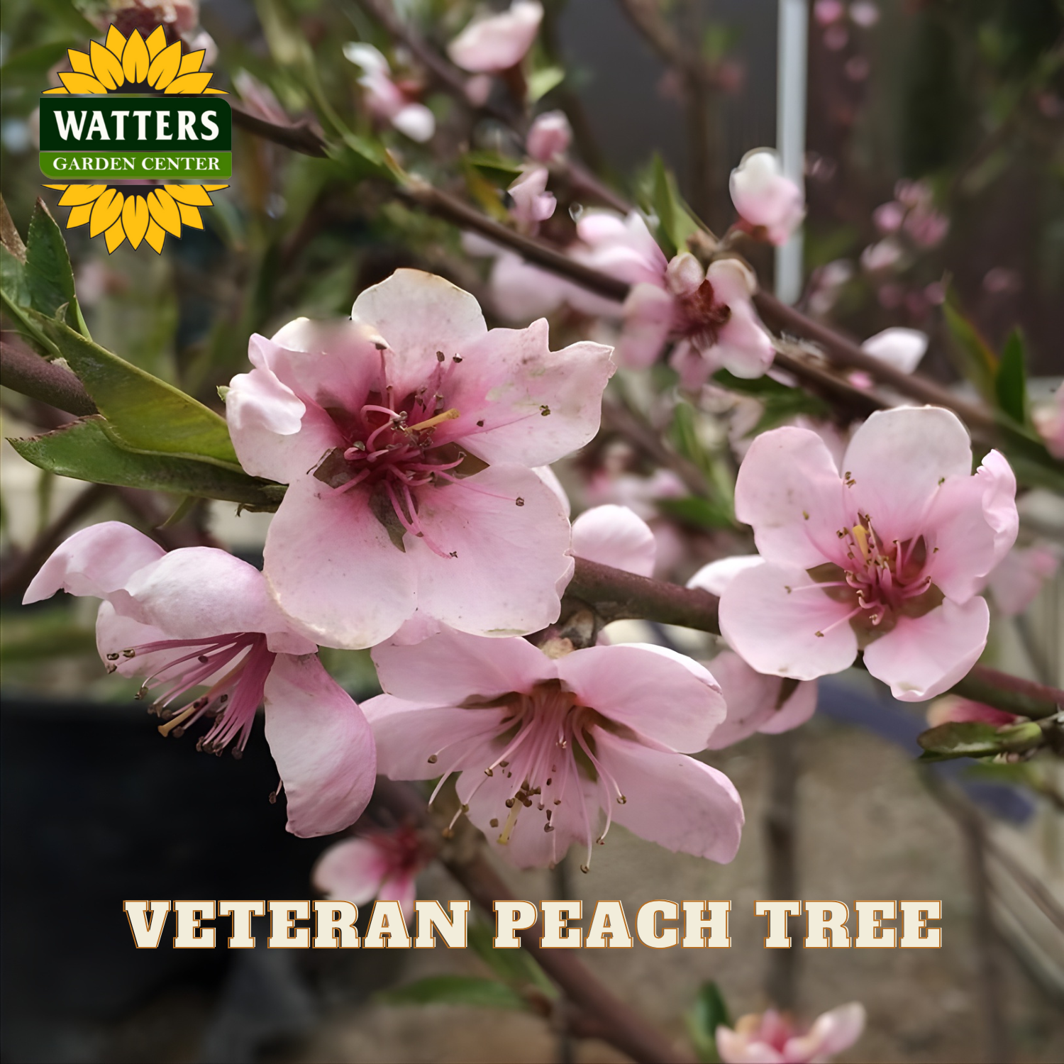 Pink peach tree blossoms with Watters Garden Center logo
