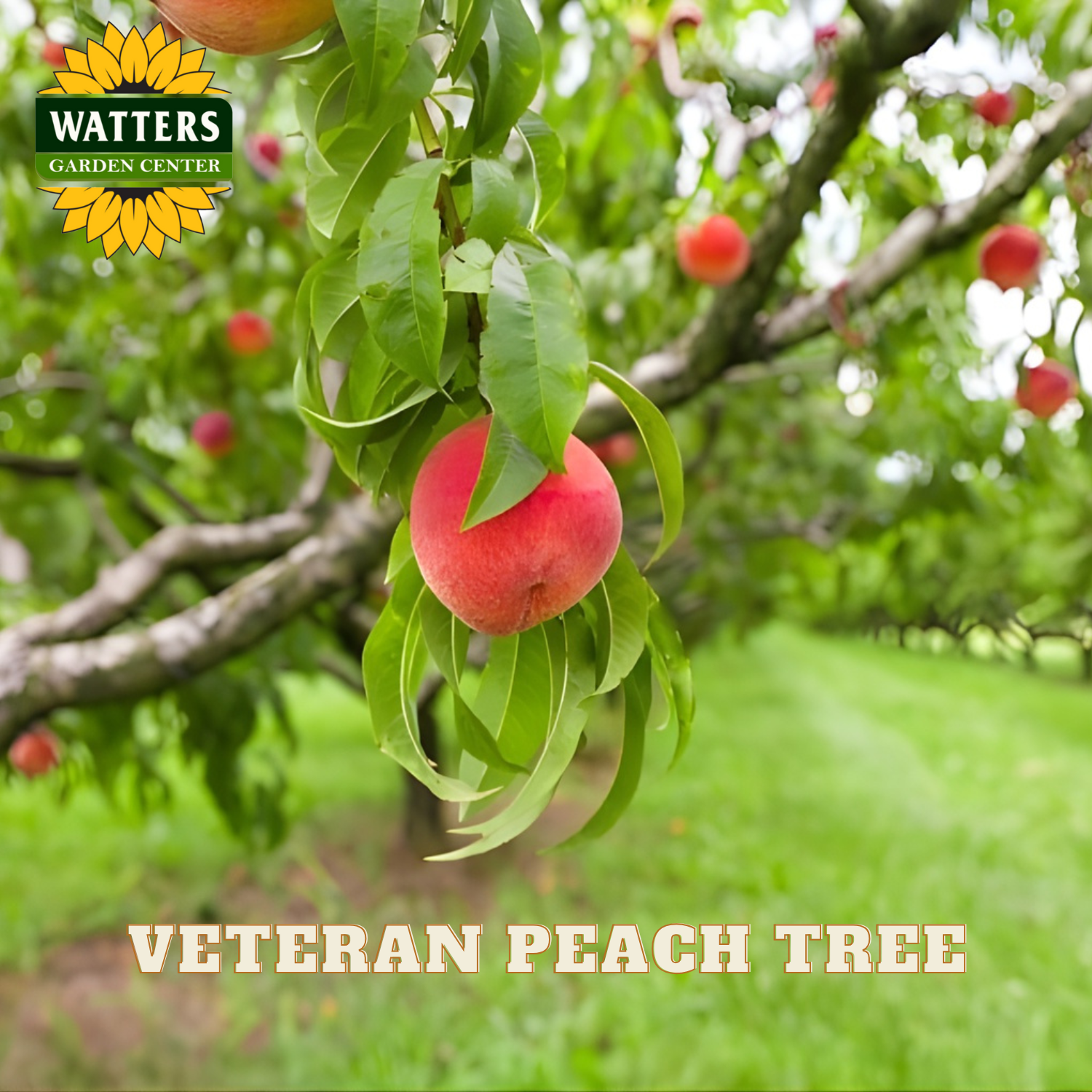 Peach hanging from a tree with 'Watters Garden Center' logo and text overlay.