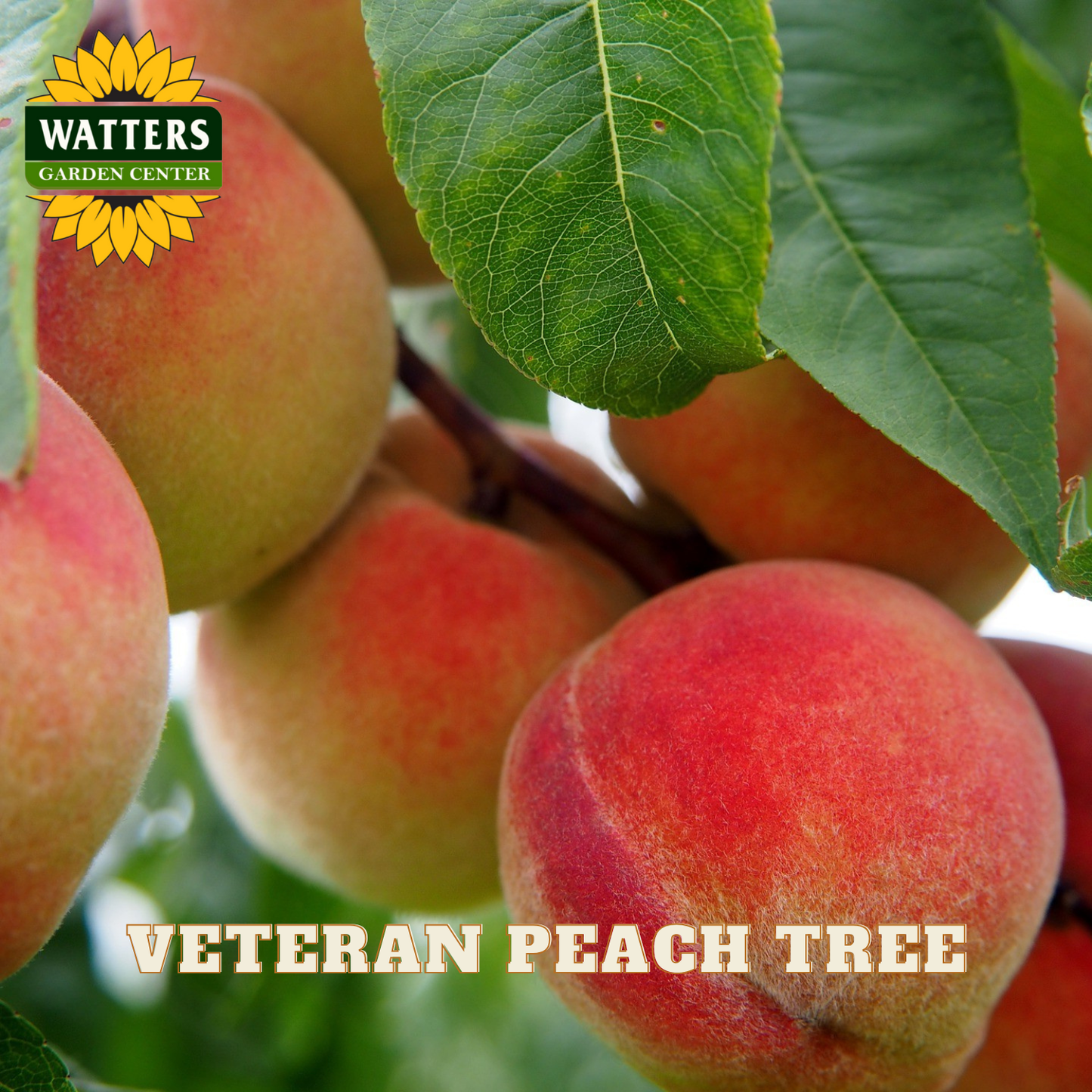 Ripe peaches on a branch with Watters Garden Center logo and 'Veteran Peach Tree' text.