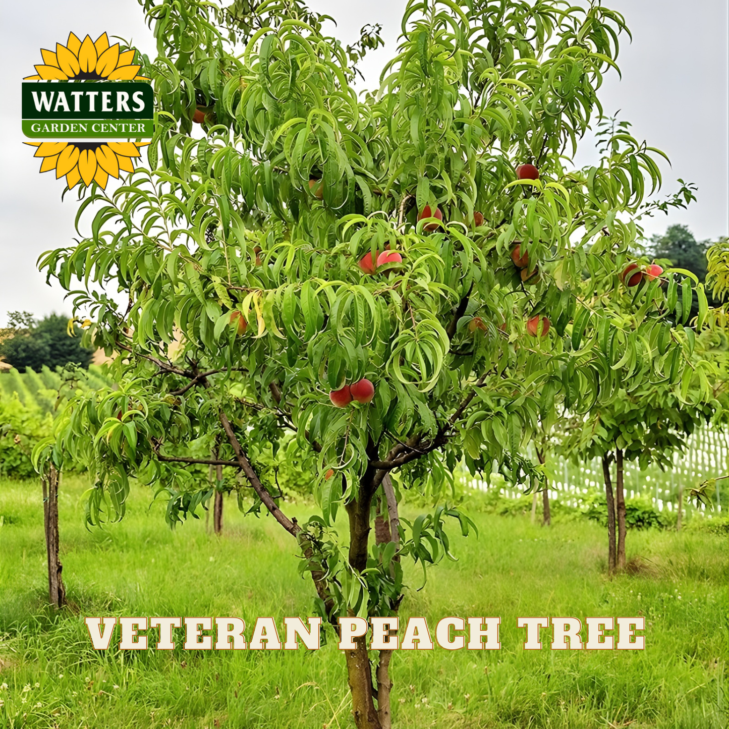 Peach tree with fruits in an orchard, branded with Watters Garden Center.