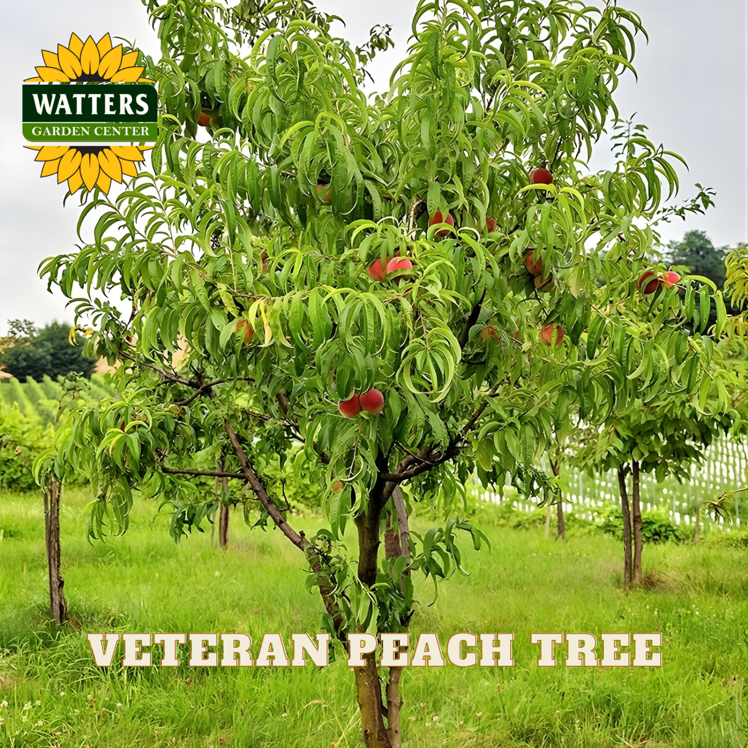 Peach tree with fruits in an orchard, branded with Watters Garden Center.