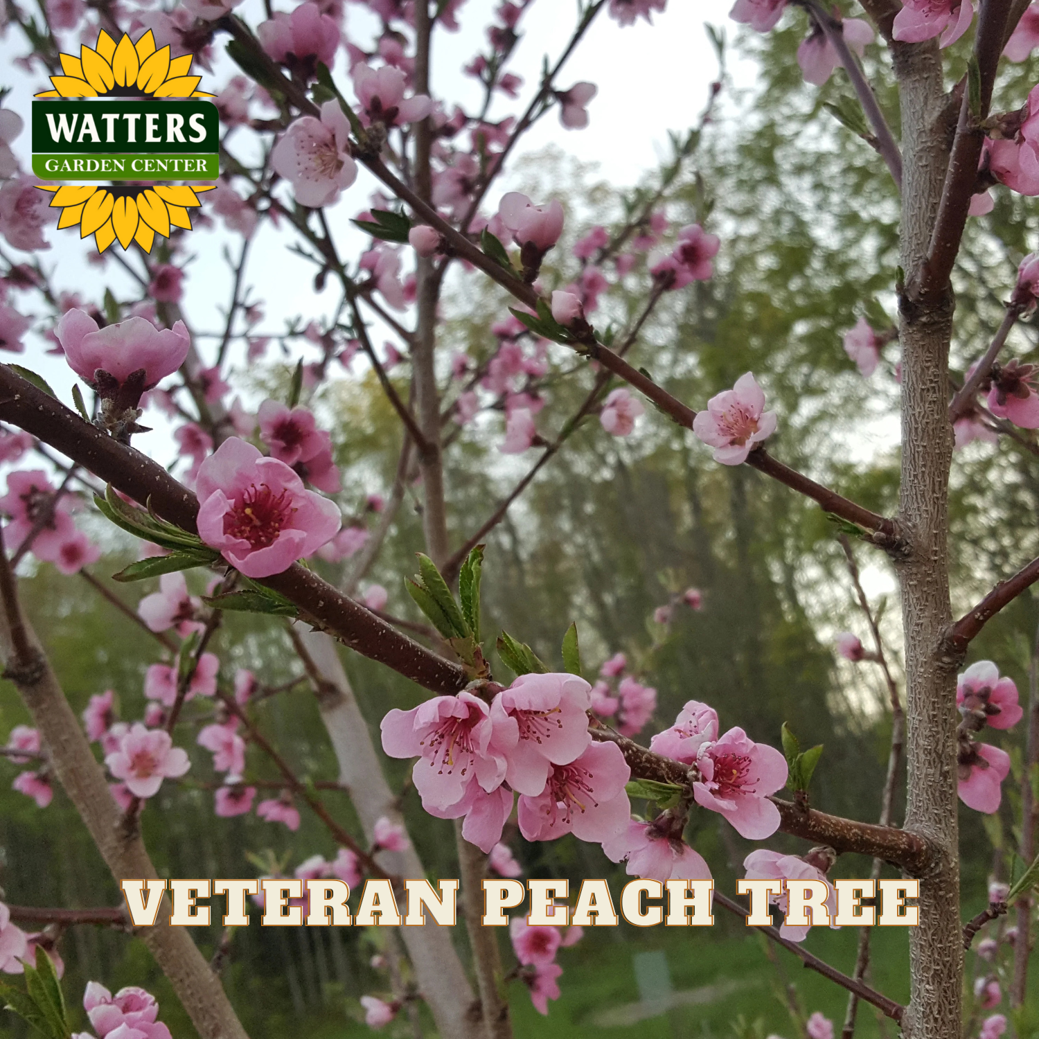 Pink peach blossoms on a tree with Watters Garden Center branding.