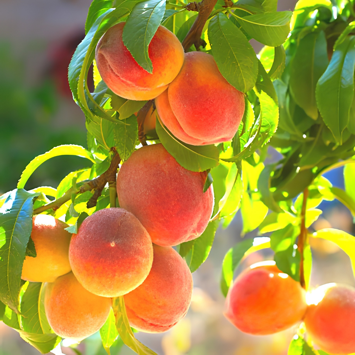 Ripe peaches hanging from a tree with green leaves.