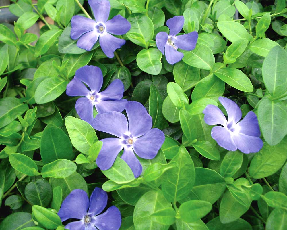 Bowles Dwarf Periwinkle (VINCA MINOR BOWLES) - 1 gallon