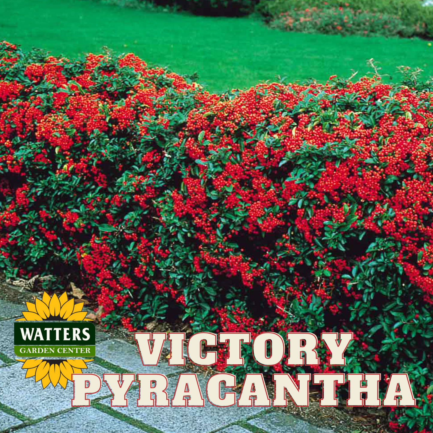 VICTORY PYRACANTHA 5gal