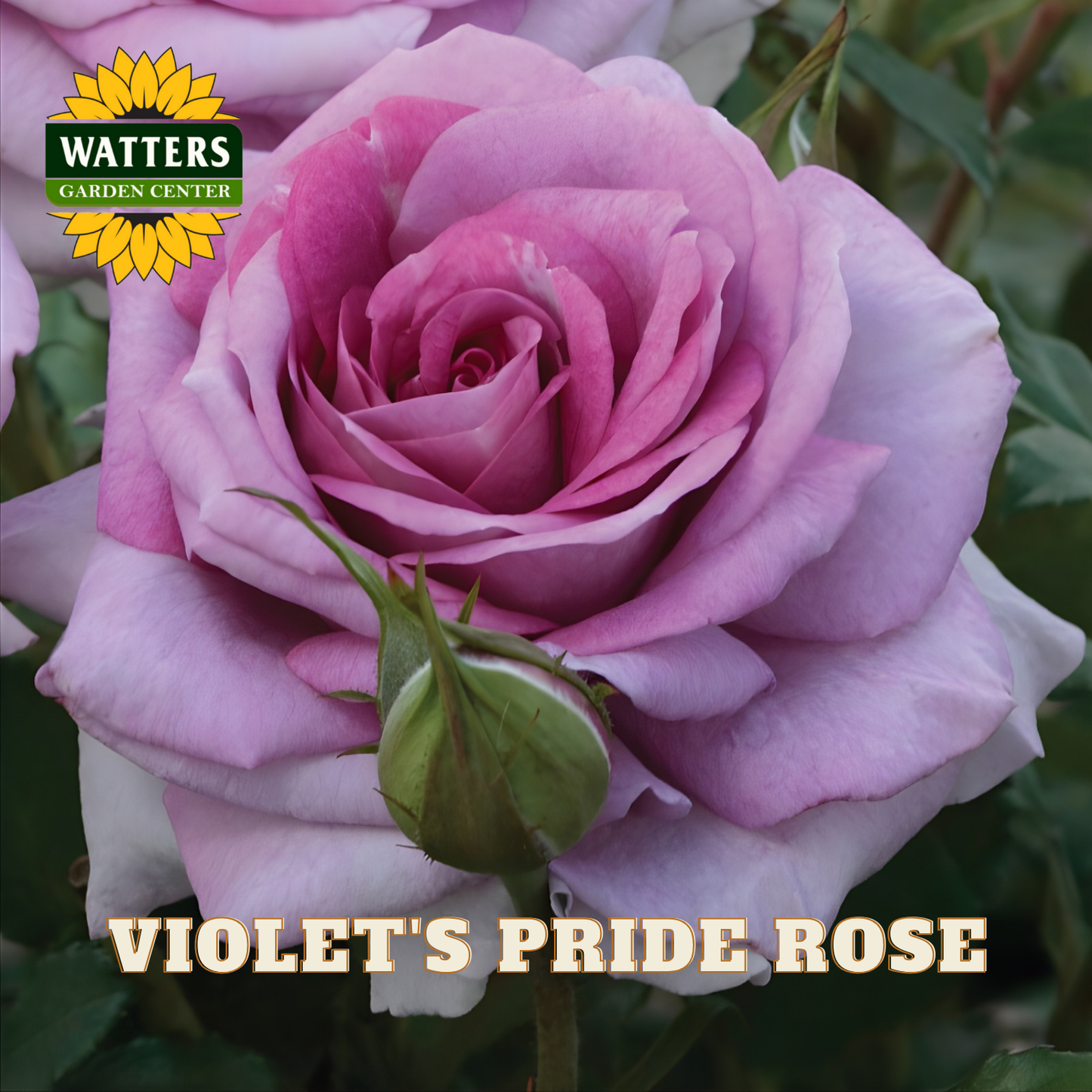 Pink rose with 'Watters Garden Center' logo and 'Violet's Pride Rose' text.