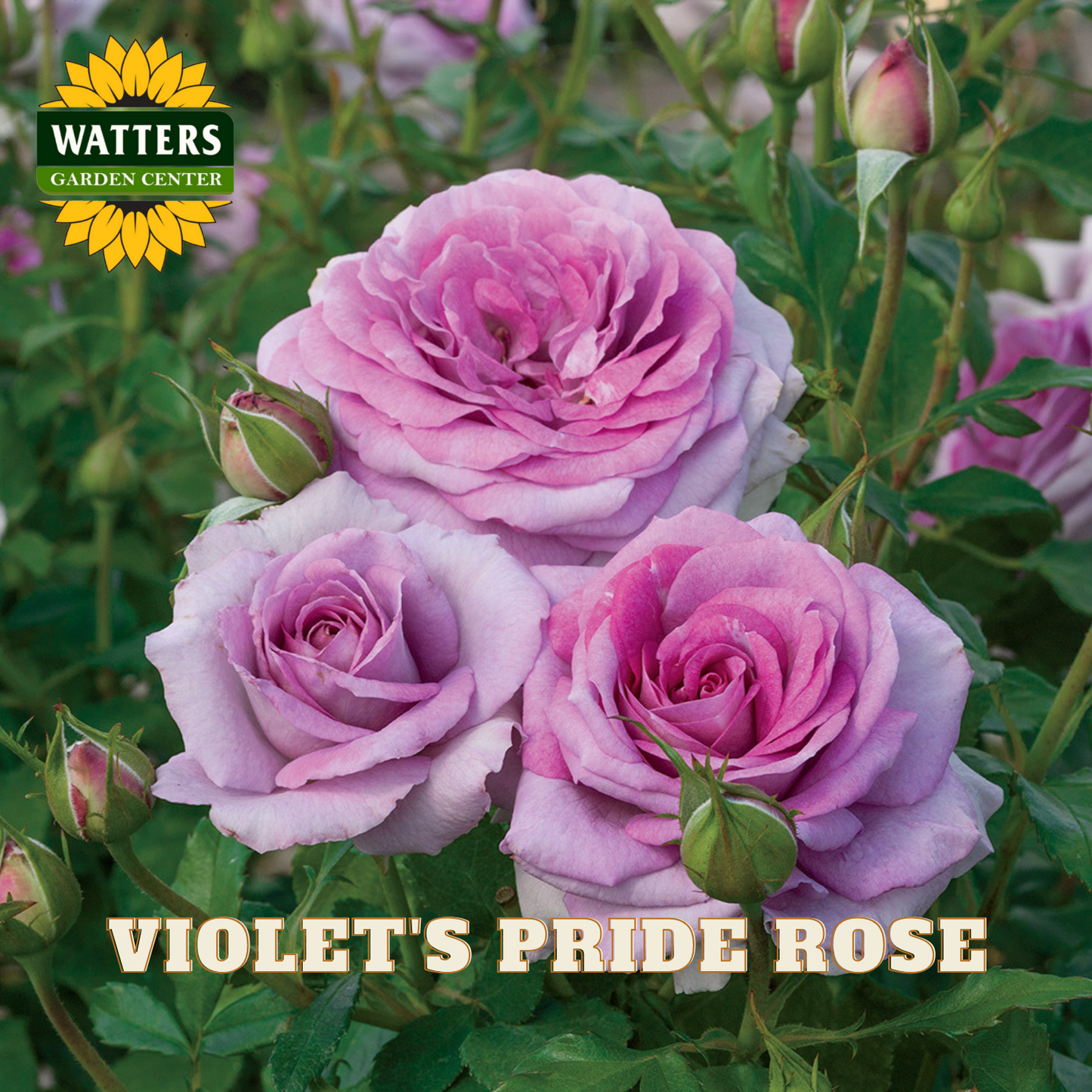 Pink roses with green leaves and buds, labeled 'Violet's Pride Rose' by Watters Garden Center.