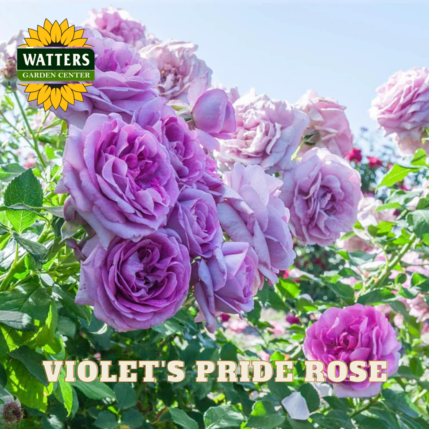 Violet roses with 'Watters Garden Center' logo and 'Violet's Pride Rose' text.