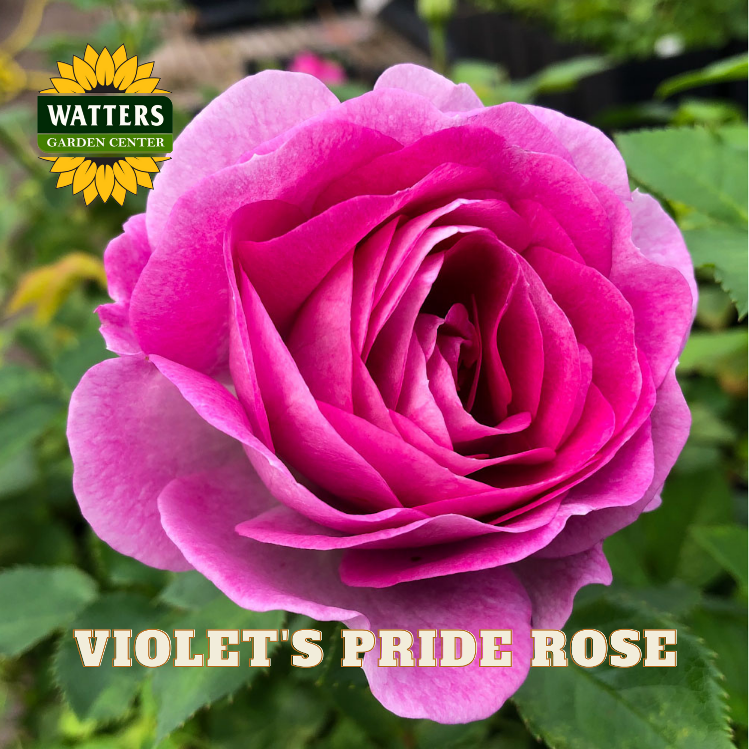 Violet's Pride rose with Watters Garden Center logo