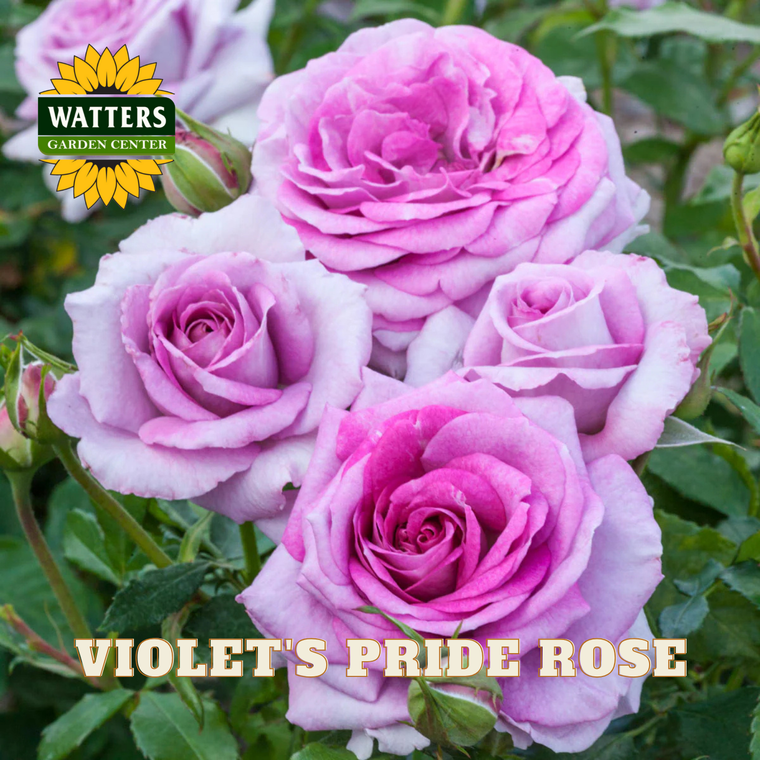 Pink roses with 'Watters Garden Center' logo and 'Violet's Pride Rose' text.