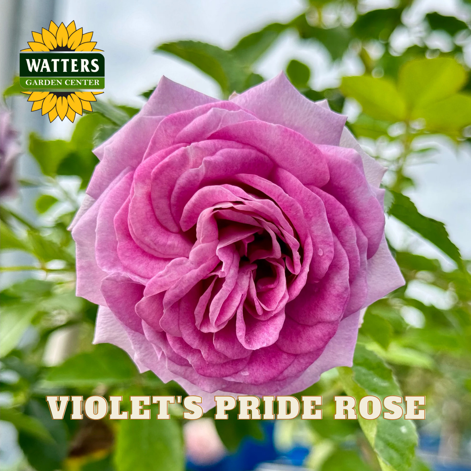 Pink rose with 'Watters Garden Center' logo and 'Violet's Pride Rose' text.