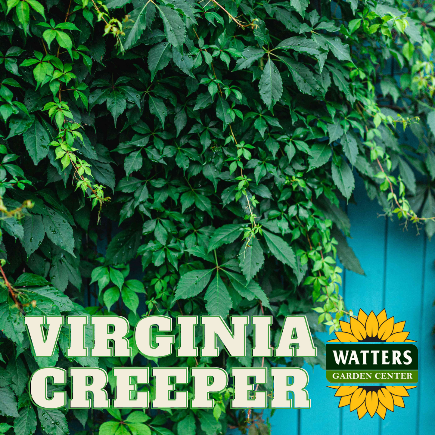 VIRGINIA CREEPER VINE 2gal